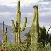 Все о кактусах