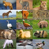 Jigsaw Puzzles Simple