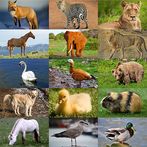 Jigsaw Puzzles Simple