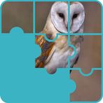 Owls Scary Puzzle Game