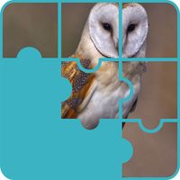 Owls Scary Puzzle Game
