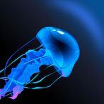 Jellyfish Journey