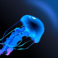 Jellyfish Journey