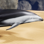 Happy Dolphin Simulator