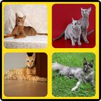 Razas de Gatos Quiz 2021