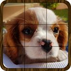 Puzzle: Landscapes, Pets & Ani