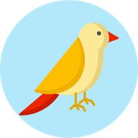 What kind of bird are you? Tes