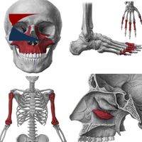206 Human Bones Challenge