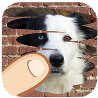 Dog breeds, one is hiden