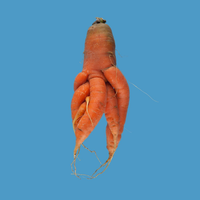Quirky Carrots