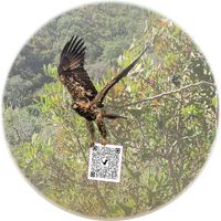 Águia-imperial-ibérica