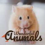 Wonderful Animals