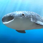 Whale shark that grows calmly