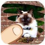 Cat breeds, which one is hiden