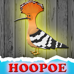 The Hoopoe Rescue From Cage