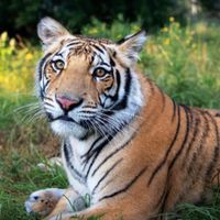 Welches Tier ist das ?