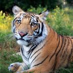 Welches Tier ist das ?