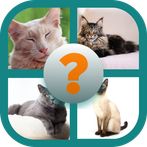 CATS QUIZ