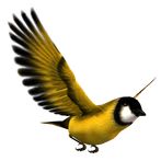 Bird sky.