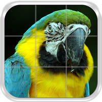 Birds Puzzle Game