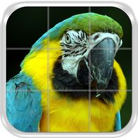 Birds Puzzle Game