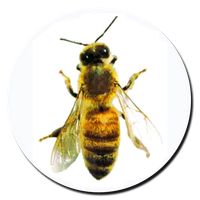 Pick Bee