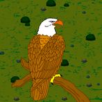 Wobbly Eagle