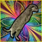 Meerkat