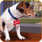Animal Shelter - Pet Shelter