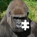 Rompecabezas de Gorilas