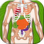 Human Body Anatomy Quiz