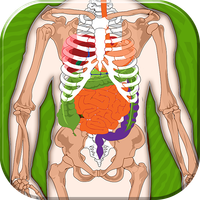 Human Body Anatomy Quiz
