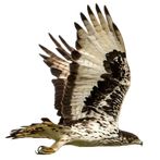 Eagle Attack