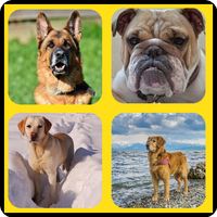 Razas de Perros Quiz 2021