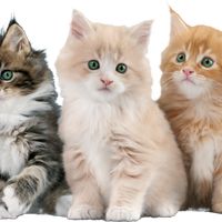 Cat Rescue: Puzzle Game