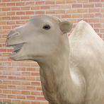 The Lil Camel
