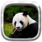 Picture Puzzle: Panda
