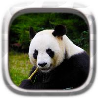 Picture Puzzle: Panda