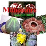 Millionaire pictures