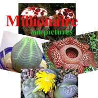 Millionaire pictures