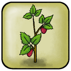 Villi yrttiseikkailu!