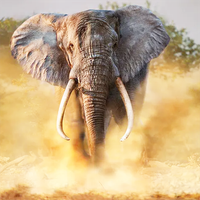 Giant Elephant : Elephant Game