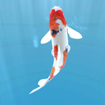 Koi  - Aquarium