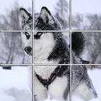 Slide Puzzles Siberian Husky