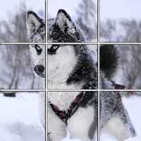 Slide Puzzles Siberian Husky