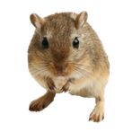 Kistochka - pet mouse survival