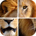 Угадай животных по фрагментам