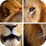 Угадай животных по фрагментам