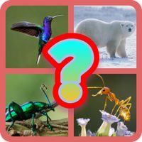 Đoán tên động vật TV