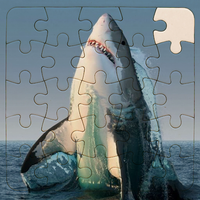 Rompecabezas de Tiburones